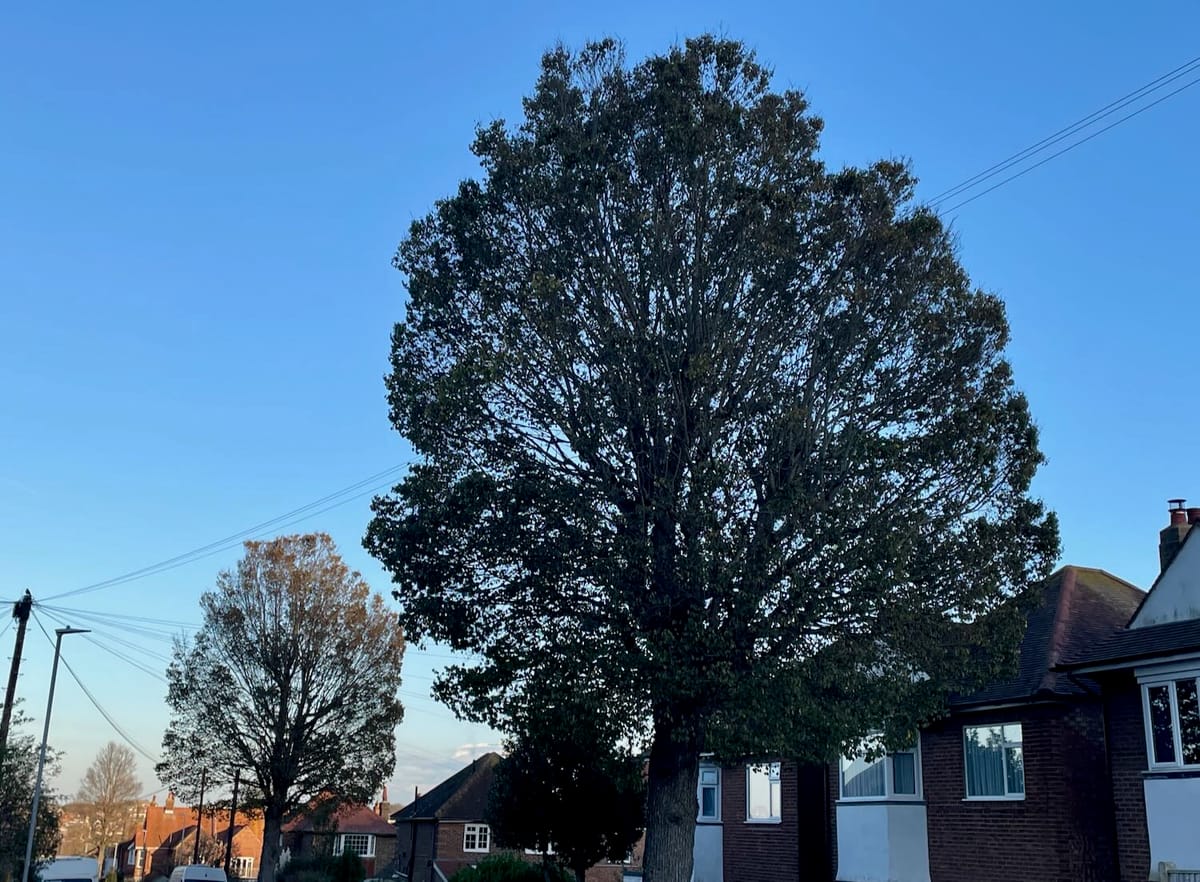 Hope for the survival of elegant elm trees