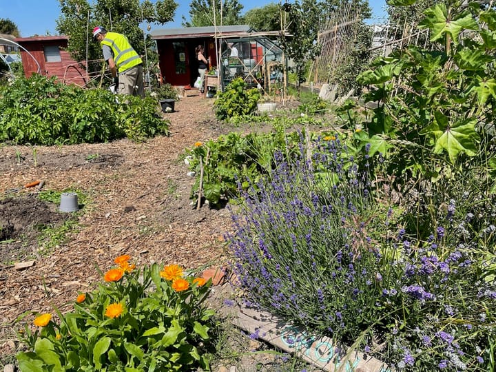 Life on the 'Grow Eastbourne' allotment