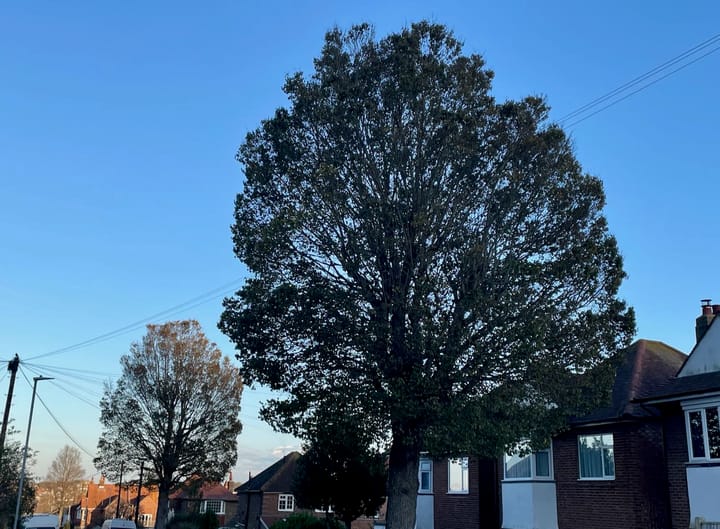Hope for the survival of elegant elm trees